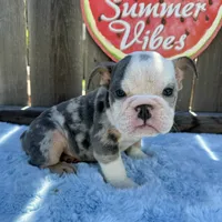 Male, Blue Tri Merle, a male English Bulldog for sale in Houston, TX – 1 of 5