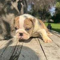 Male, Fawn and White, a male English Bulldog for sale in Houston, TX – 4 of 4
