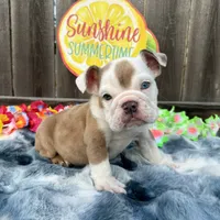 Male, Fawn Merle, a male English Bulldog for sale in Houston, TX – 1 of 5