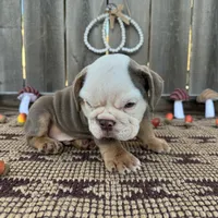Male, Lilac Tri, a male English Bulldog for sale in Houston, TX – 5 of 7