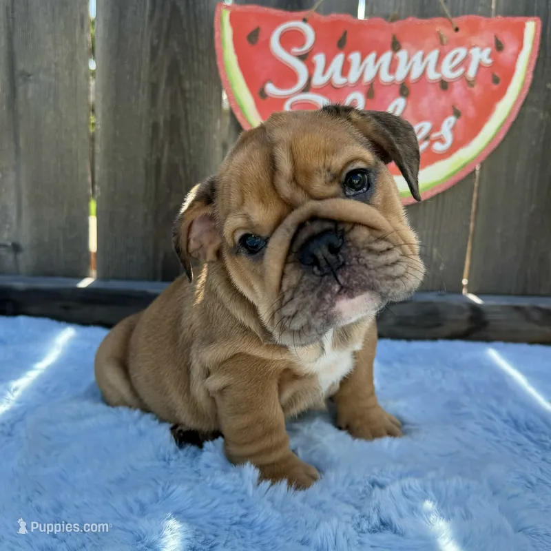Female, Fawn  – English Bulldog puppy for sale in Houston, TX
