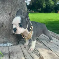 Male, Blue and White, a male French Bulldog for sale in Houston, TX – 2 of 4