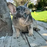 Male, Blue Tri Merle, a male French Bulldog for sale in Houston, TX – 2 of 7