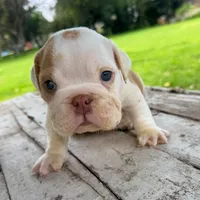 Male, Fawn and White, a male English Bulldog for sale in Houston, TX – 1 of 6