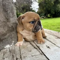 Male, Fawn and White, a male English Bulldog for sale in Houston, TX – 2 of 8
