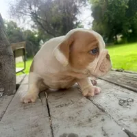 Male, Fawn and White, a male English Bulldog for sale in Houston, TX – 6 of 6