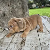 Male, Merle, a male English Bulldog for sale in Houston, TX – 5 of 7