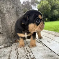 Male, Black Tri, a male English Bulldog for sale in Houston, TX – 2 of 7