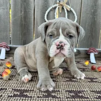 Female, lilac Tri, a female English Bulldog for sale in Houston, TX – 2 of 7