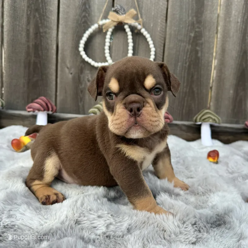 Female, Choco and Tan – English Bulldog puppy for sale in Houston, TX