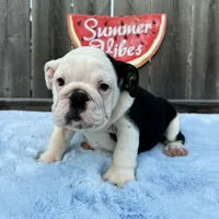 Female, Black and White, a female English Bulldog for sale in Houston, TX – 4 of 8