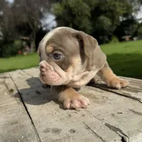 Female, Lilac Tri , a female English Bulldog for sale in Houston, TX – 2 of 6