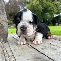 Male, Black Tri , a male English Bulldog for sale in Houston, TX – 1 of 6
