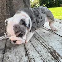 Female, Black  Merle, a female English Bulldog for sale in Houston, TX – 2 of 6