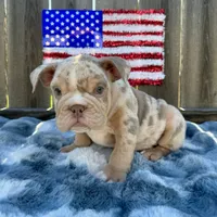 Female, Lilac Tri Merle, a female English Bulldog for sale in Houston, TX – 1 of 8