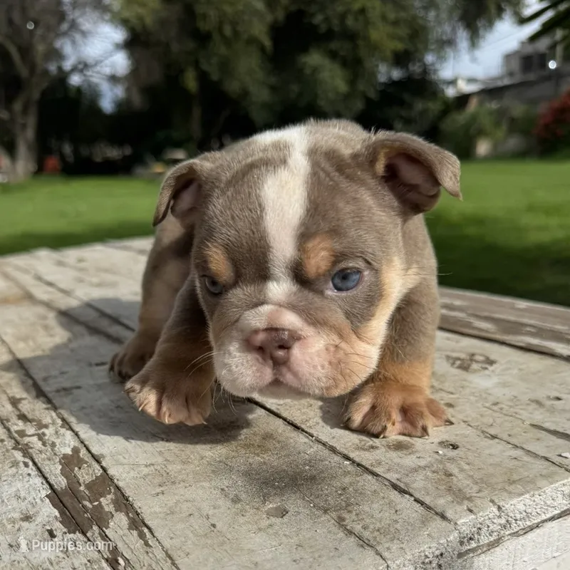 Male, Lilac Tri – English Bulldog puppy for sale in Houston, TX