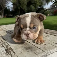 Male, Lilac Tri, a male English Bulldog for sale in Houston, TX – 1 of 7