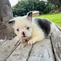Female, Fluffy blue and white , a female French Bulldog for sale in Houston, TX – 3 of 5