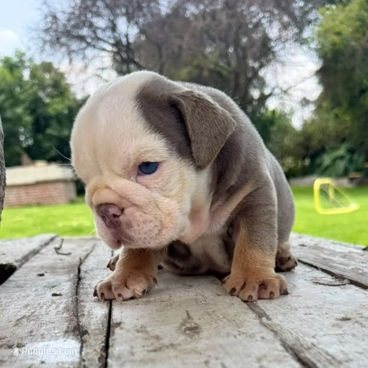Male, Lilac Tri – English Bulldog puppy for sale in Houston, TX