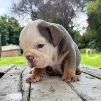 Male, Lilac Tri, a male English Bulldog for sale in Houston, TX – 1 of 10