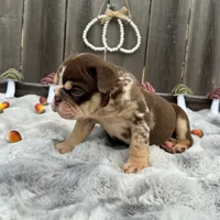 Female, Choco Tri Merle, a female English Bulldog for sale in Houston, TX – 2 of 7