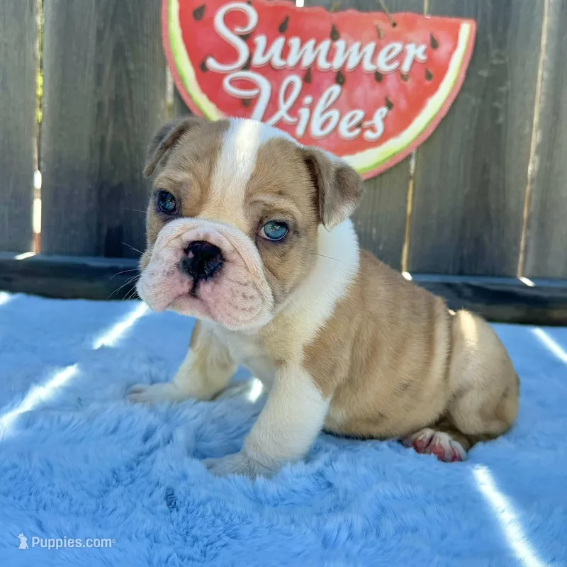 Male, Fawn and White – English Bulldog puppy for sale in Houston, TX