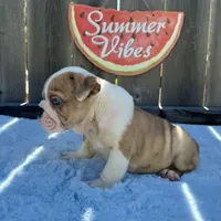 Male, Fawn and White, a male English Bulldog for sale in Houston, TX – 4 of 7