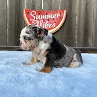 Female , Blue Tri Merle, a female English Bulldog for sale in Houston, TX – 2 of 9