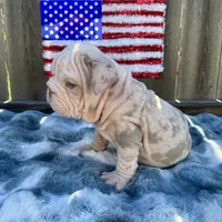 Male, Velvet, a male English Bulldog for sale in Houston, TX – 5 of 6