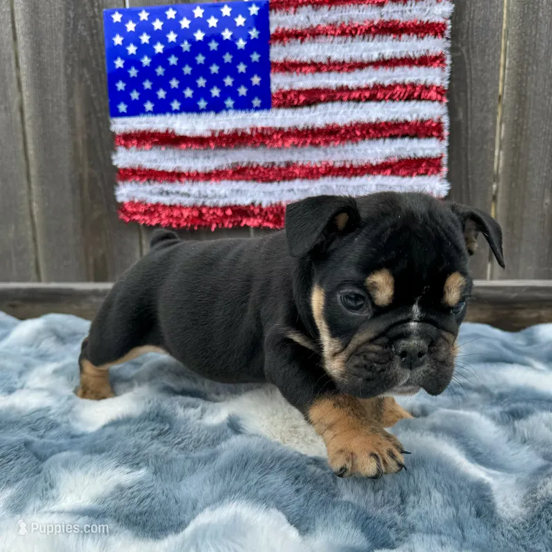 Female, Black Tri – English Bulldog puppy for sale in Houston, TX