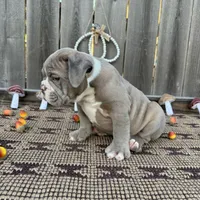 Female, Lilac Tri, a female English Bulldog for sale in Houston, TX – 2 of 5