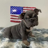 Male, Blue and Tan, a male English Bulldog for sale in Houston, TX – 1 of 6