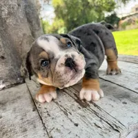Male, Blue Tri Merle, a male English Bulldog for sale in Houston, TX – 7 of 9