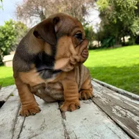 Male, red, a male English Bulldog for sale in Houston, TX – 2 of 8