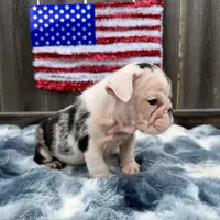 Male, Black Tri Merle, a male English Bulldog for sale in Houston, TX – 3 of 8