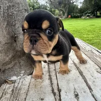 Male, Black Tri, a male English Bulldog for sale in Houston, TX – 7 of 7
