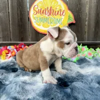 Male, Fawn Merle, a male English Bulldog for sale in Houston, TX – 3 of 7