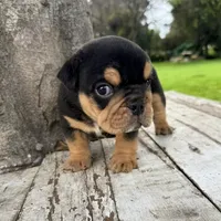 Male, Black Tri, a male English Bulldog for sale in Houston, TX – 5 of 7