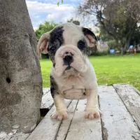 Male, Black Tri Merle, a male English Bulldog for sale in Houston, TX – 7 of 8