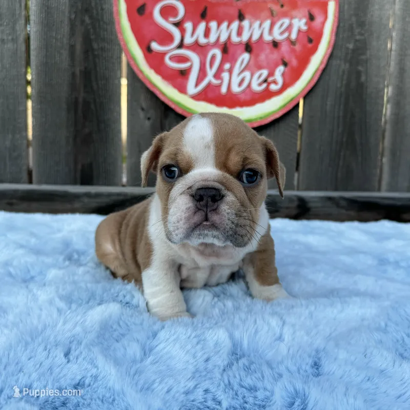 Male, Fawn and White – English Bulldog puppy for sale in Houston, TX