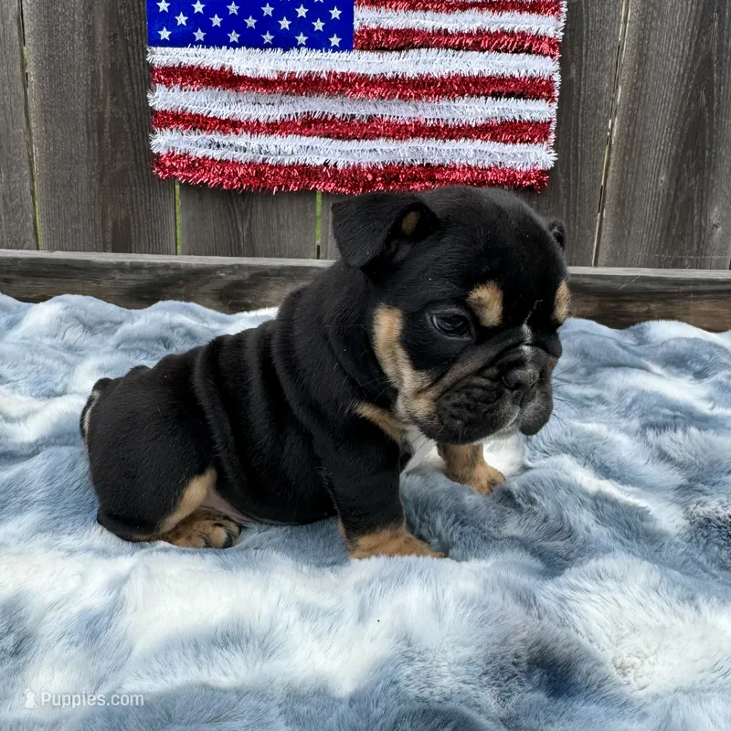 Female, Black Tri – English Bulldog puppy for sale in Houston, TX