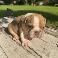 Male, Fawn and White, a male English Bulldog for sale in Houston, TX – 4 of 4