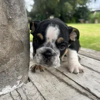 Male, Black Tri, a male English Bulldog for sale in Houston, TX – 6 of 7