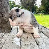 Female, Black  Merle, a female English Bulldog for sale in Houston, TX – 6 of 6