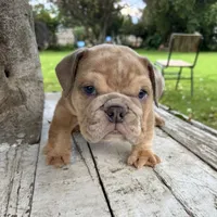 Male, Merle, a male English Bulldog for sale in Houston, TX – 3 of 7
