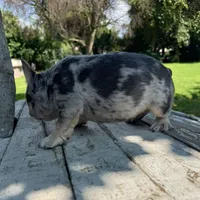 Male, Blue Tri Merle, a male French Bulldog for sale in Houston, TX – 6 of 7