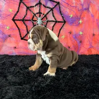 Male, Choco Tri , a male English Bulldog for sale in Houston, TX – 4 of 8