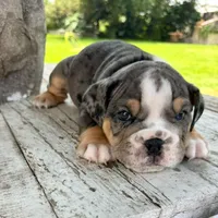 Male, Blue Tri Merle, a male English Bulldog for sale in Houston, TX – 2 of 9