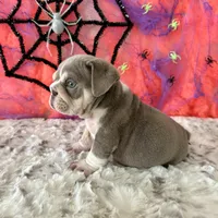Male, Lilac Tri, a male English Bulldog for sale in Houston, TX – 8 of 9