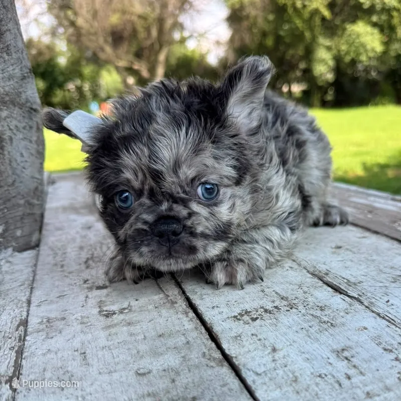 Male, Fluffy Black Tri Merle – French Bulldog puppy for sale in Houston, TX